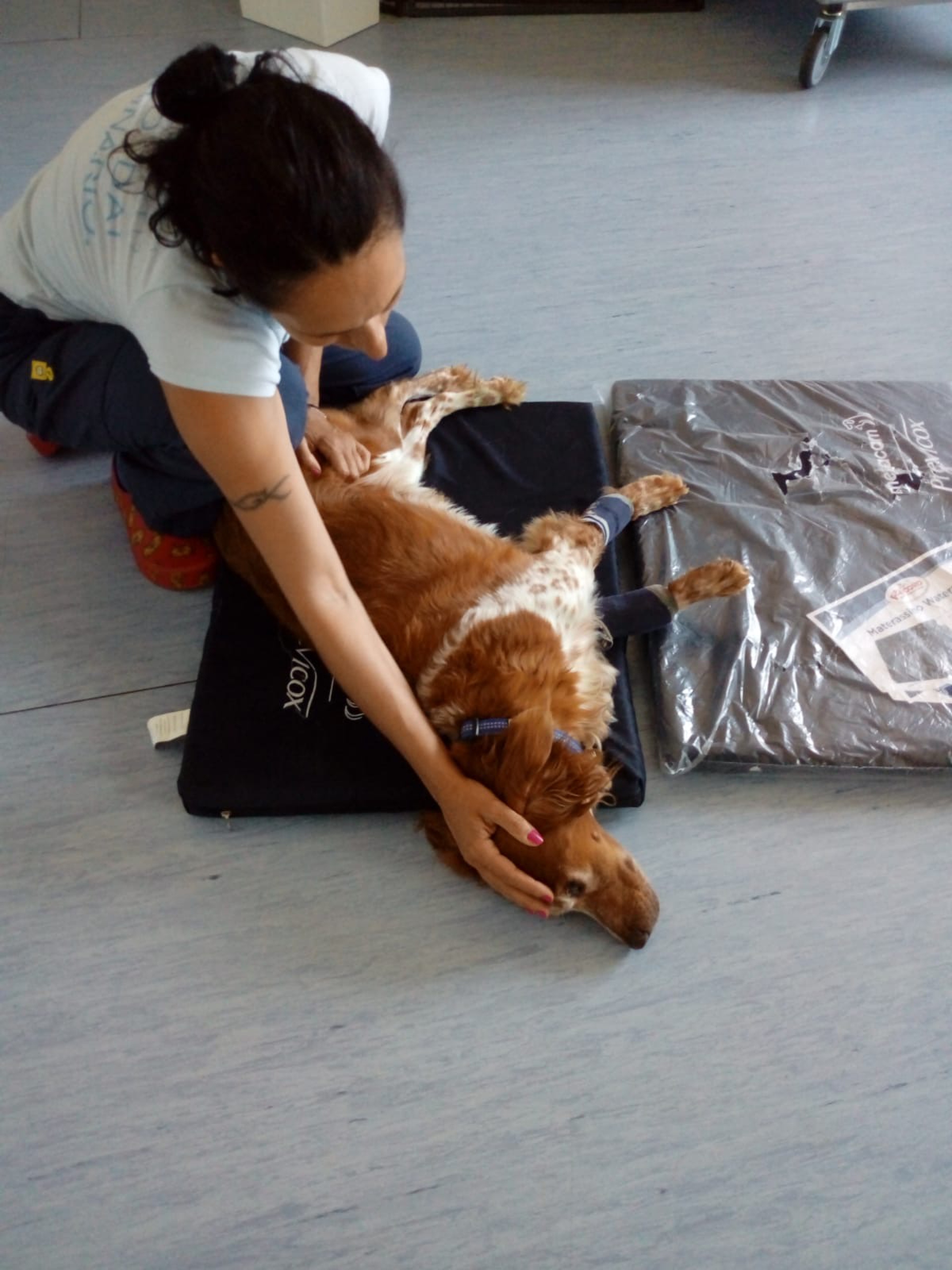 Osteopatia veterinaria