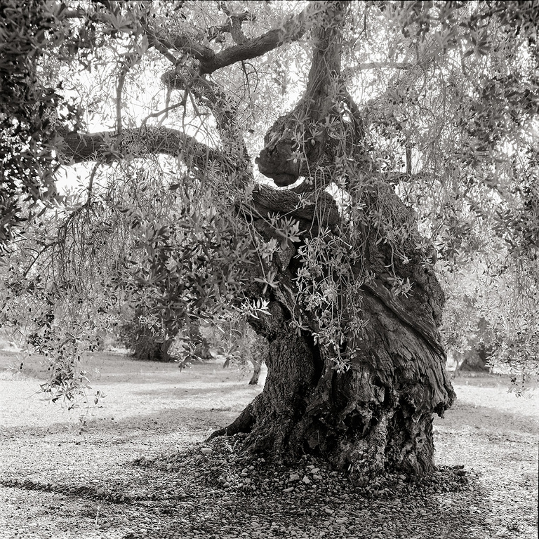 xylella, jacques berthet