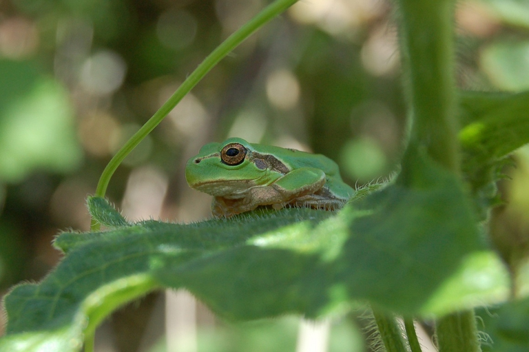 Raganella italiana su una foglia