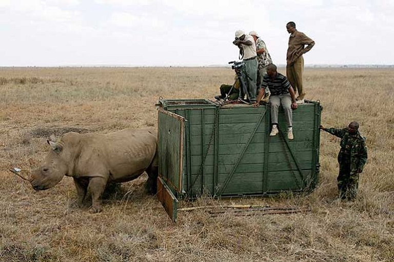 liberazione di un rinoceronte