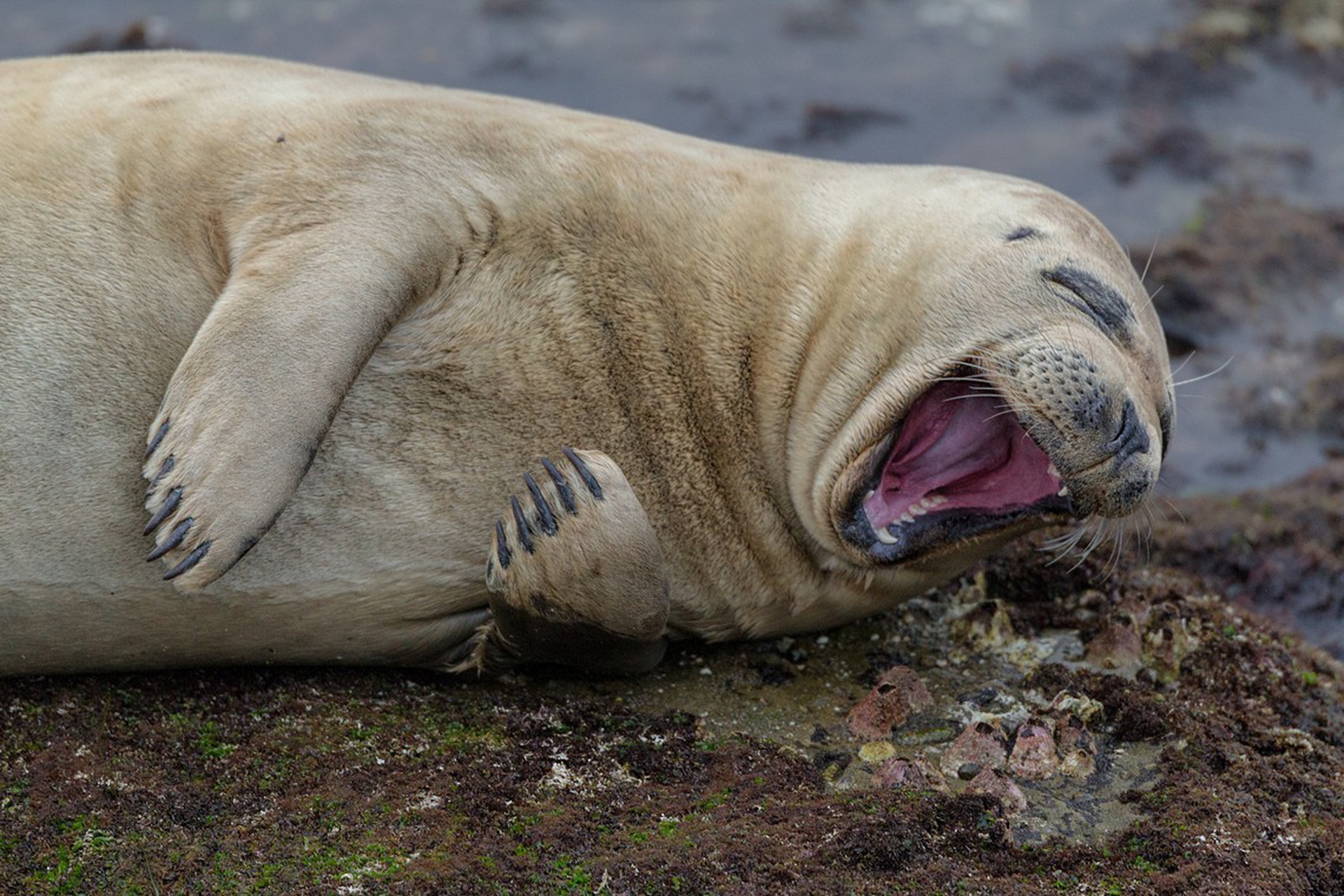 Laughing seal di Brian Valente – Comedy wildlife photography awards