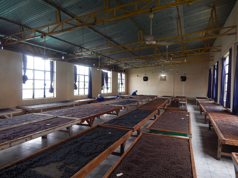 museo medicina tibetana