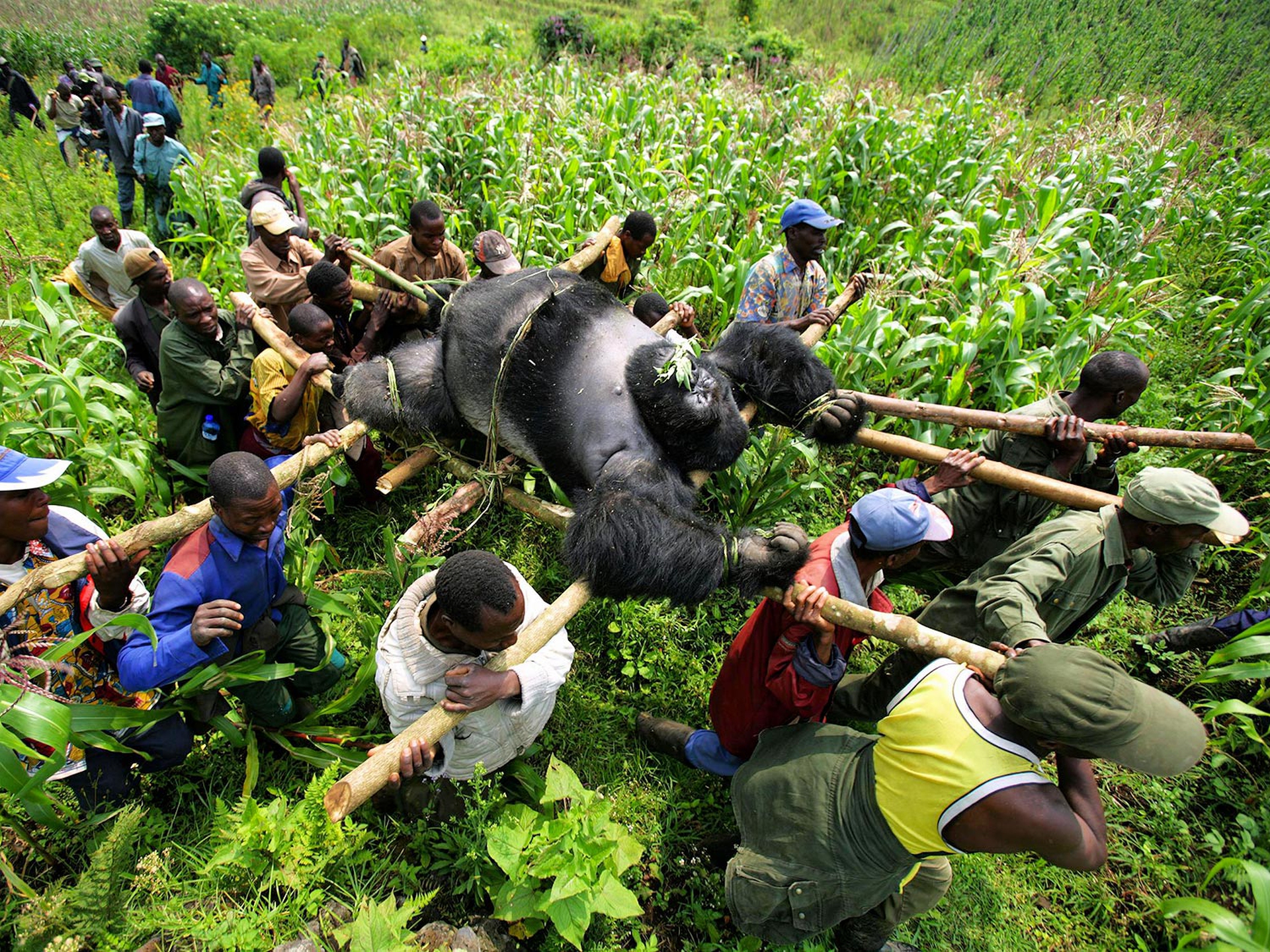 2007, Brent Stirton: Senkwekwe