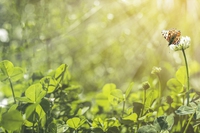 Biodiversità del suolo, perché è importante e cosa fare per tutelarla