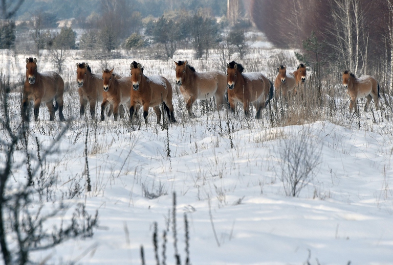 Cavalli selvatici nei pressi di Chernobyl