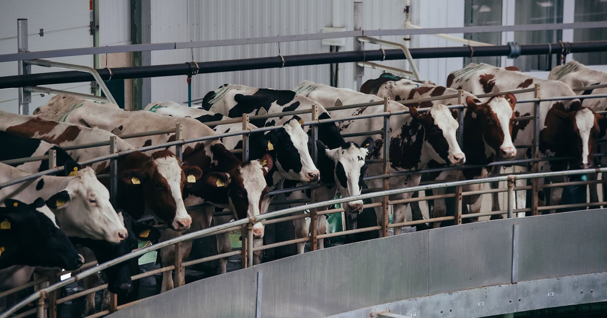 Le Aziende Di Carne E Latticini Generano Pi Emissioni Dell Arabia le-aziende-di-carne-e-latticini-generano-pi-emissioni-dell-arabia