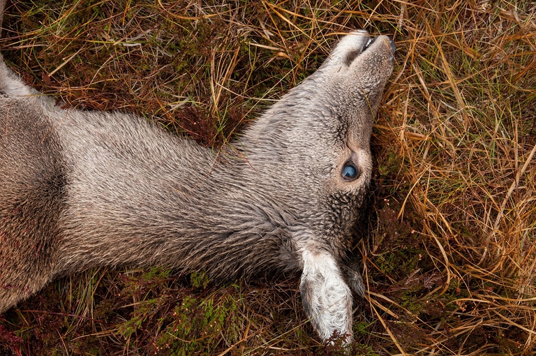 Cervo ucciso da un cacciatore