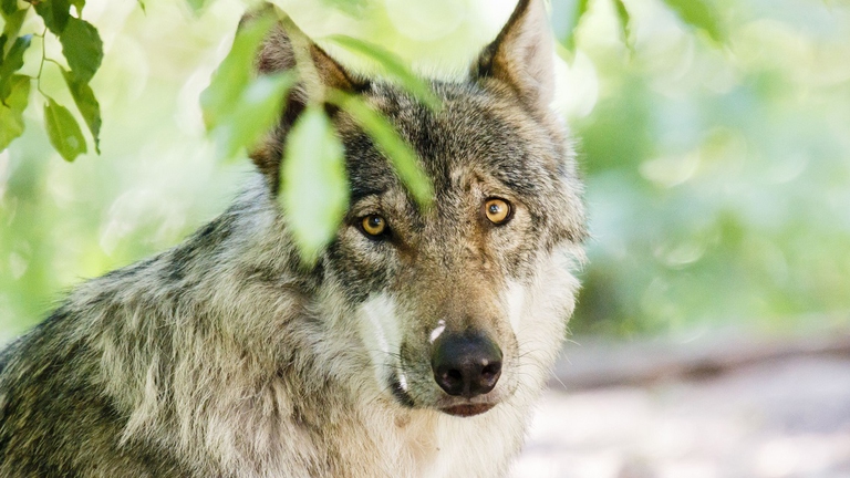 Lupo grigio nel bosco