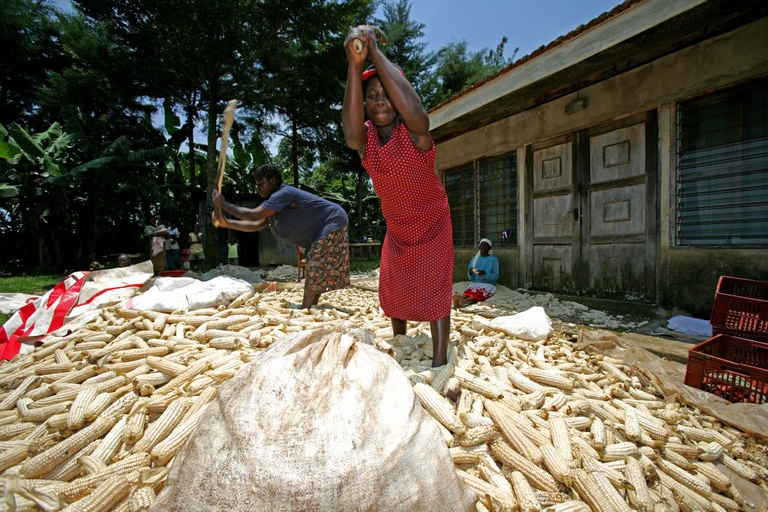 grano kenya donne cibo agricoltura
