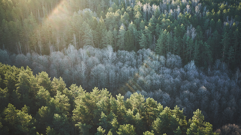 Le due velocità delle foreste della Terra