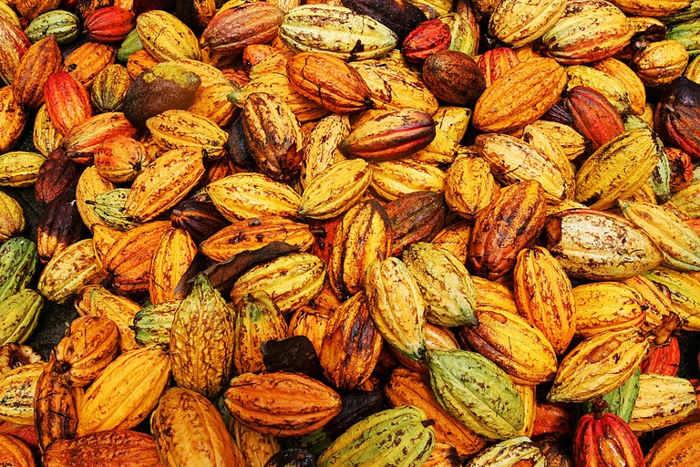 cacao, alberi