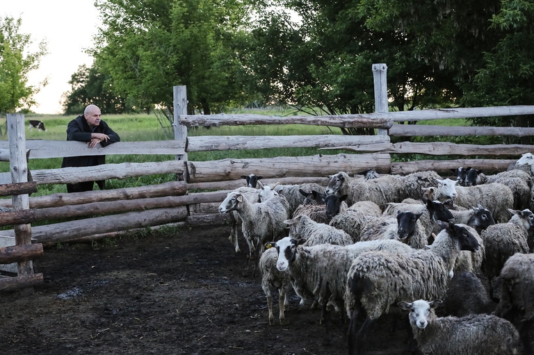 farmer norway sheep wolves