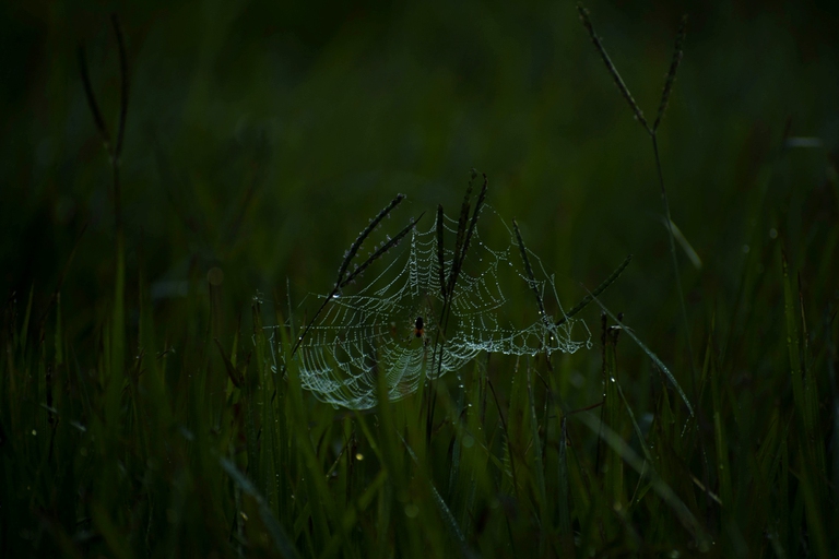 Spider web wildlife Bolivian Amazon
