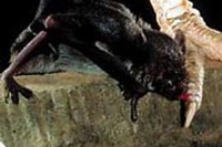 Miti, leggende e realtà. Il vampiro