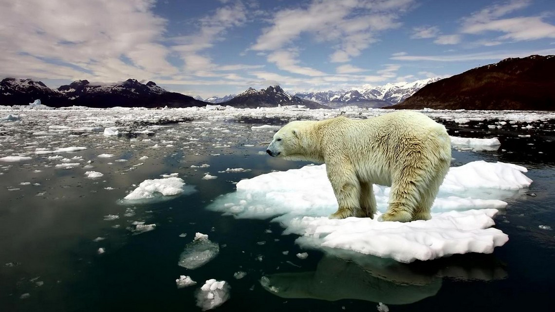 I droni salveranno gli orsi polari immigrati in Islanda
