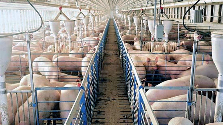 L'allevamento di maiali richiede enormi quantità d'acqua. In era di riscaldamento globale, impensabile che si continui l'attività.