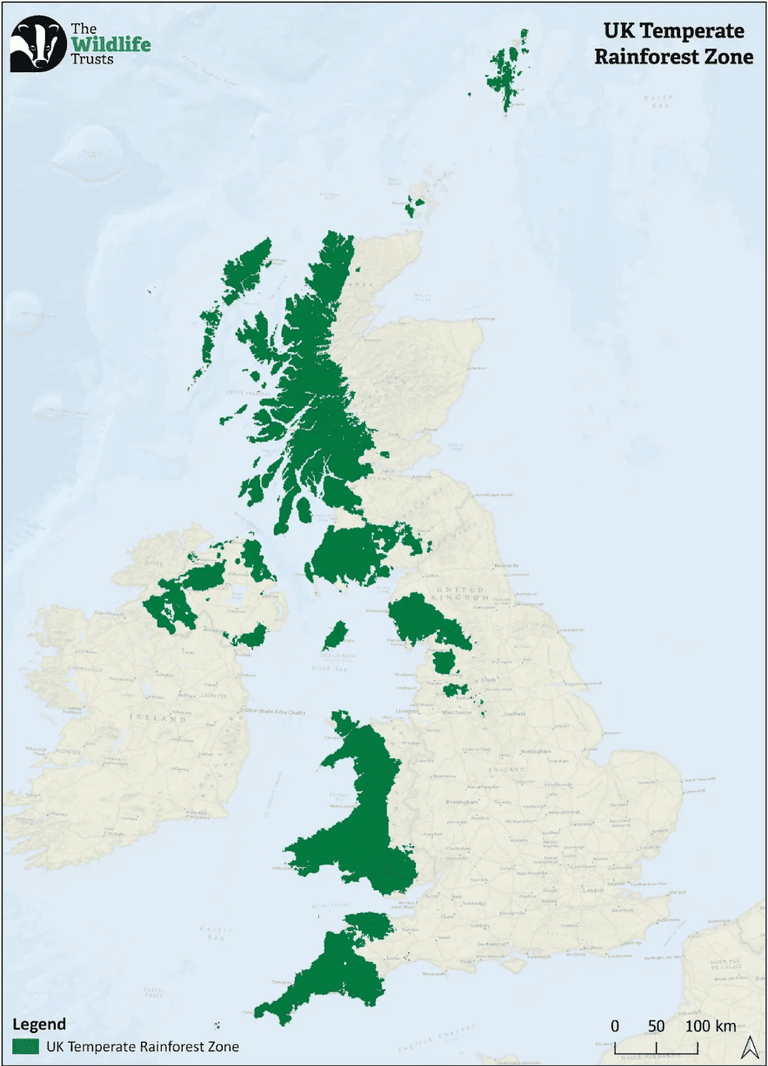Foresta pluviale Galles
