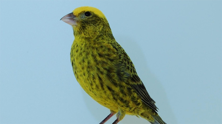 Un canarino di razza lizard. @Wiki Commons