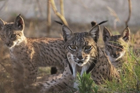 Quali sono le 5 specie di felino più minacciate
