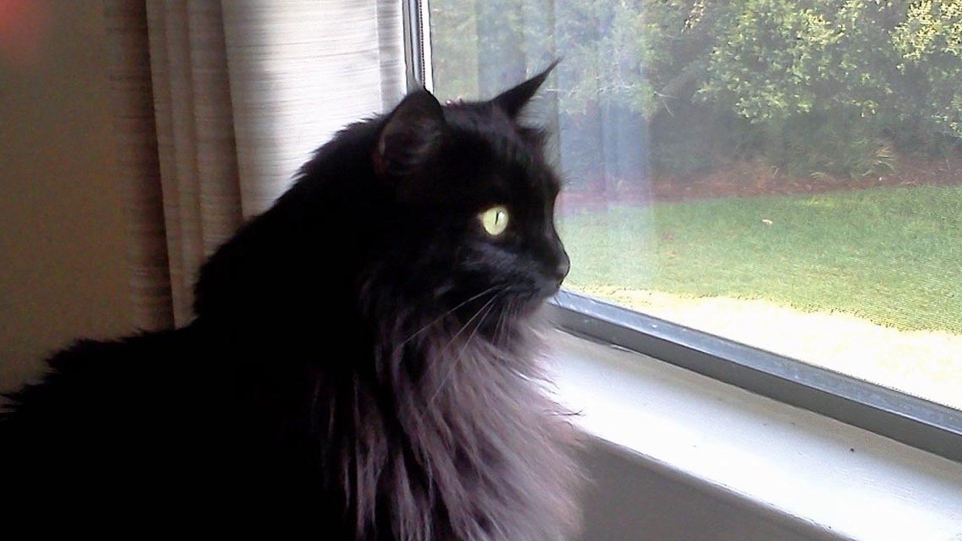 gatto-nero-pelo-lungo