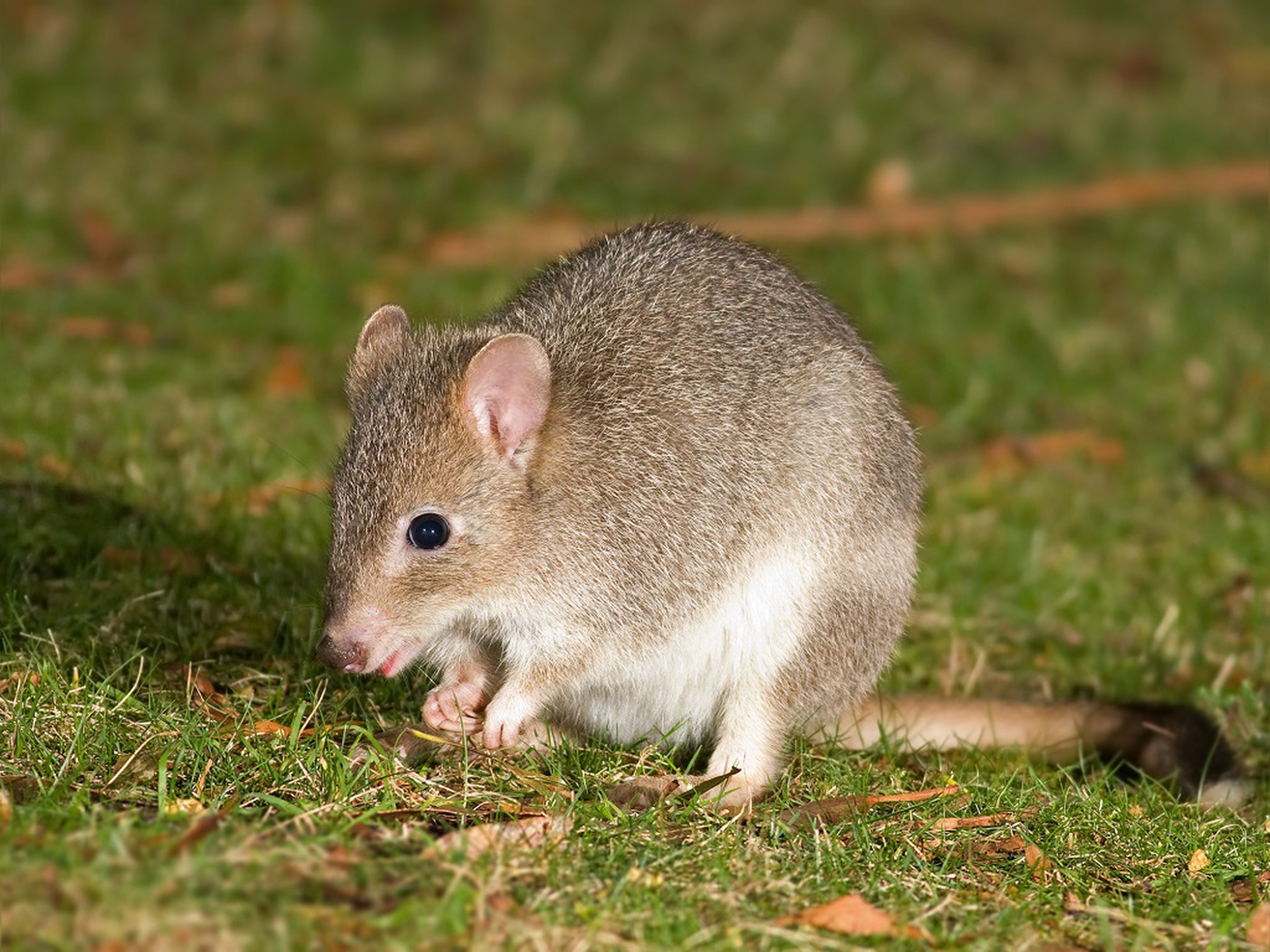 bettongia orientale