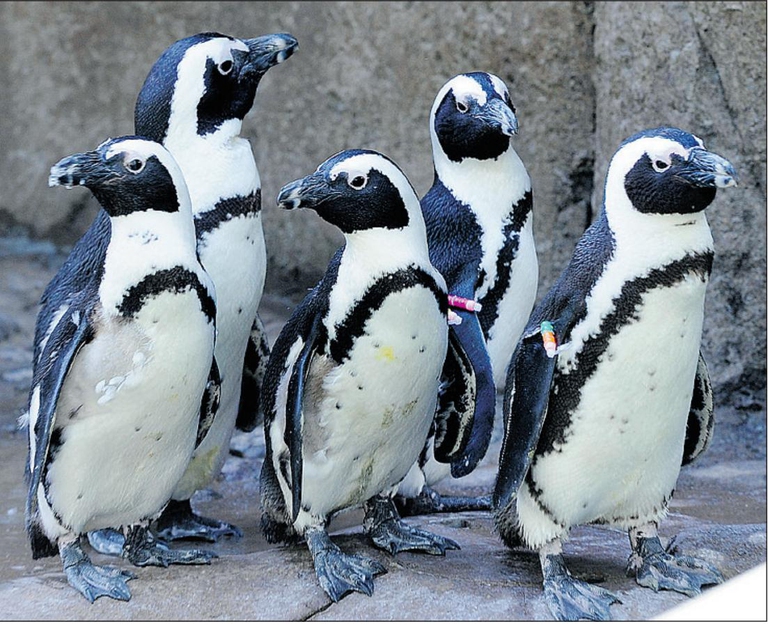 African penguins on the Robben Island beach ©  Heritage Corner