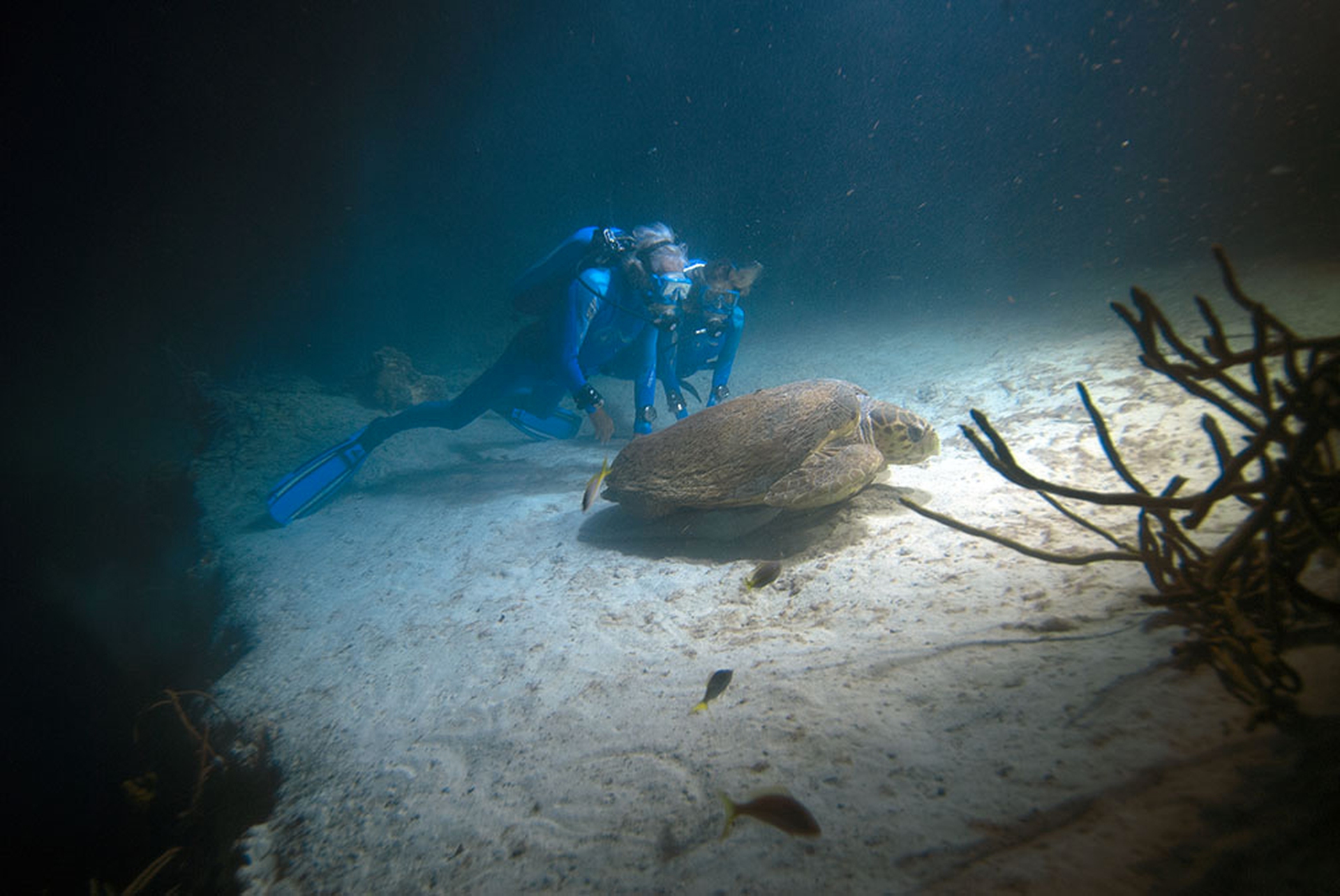 Una tartaruga caretta caretta sui fondali delle isole Fiji