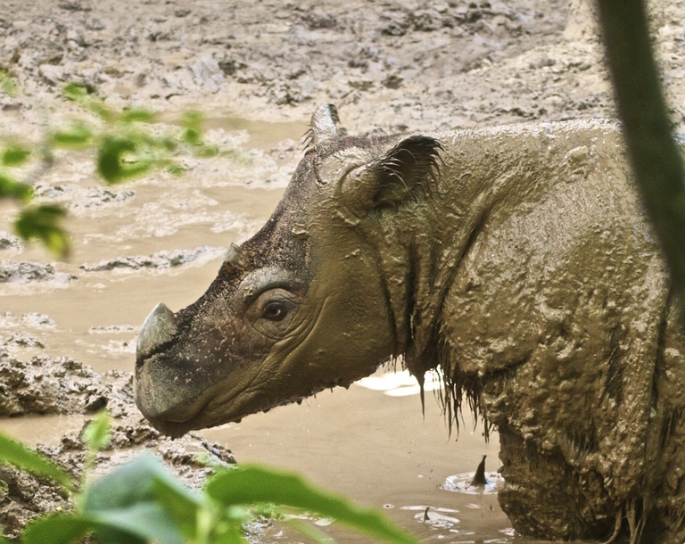 Rinoceronte di Sumatra allo zoo di Cincinnati