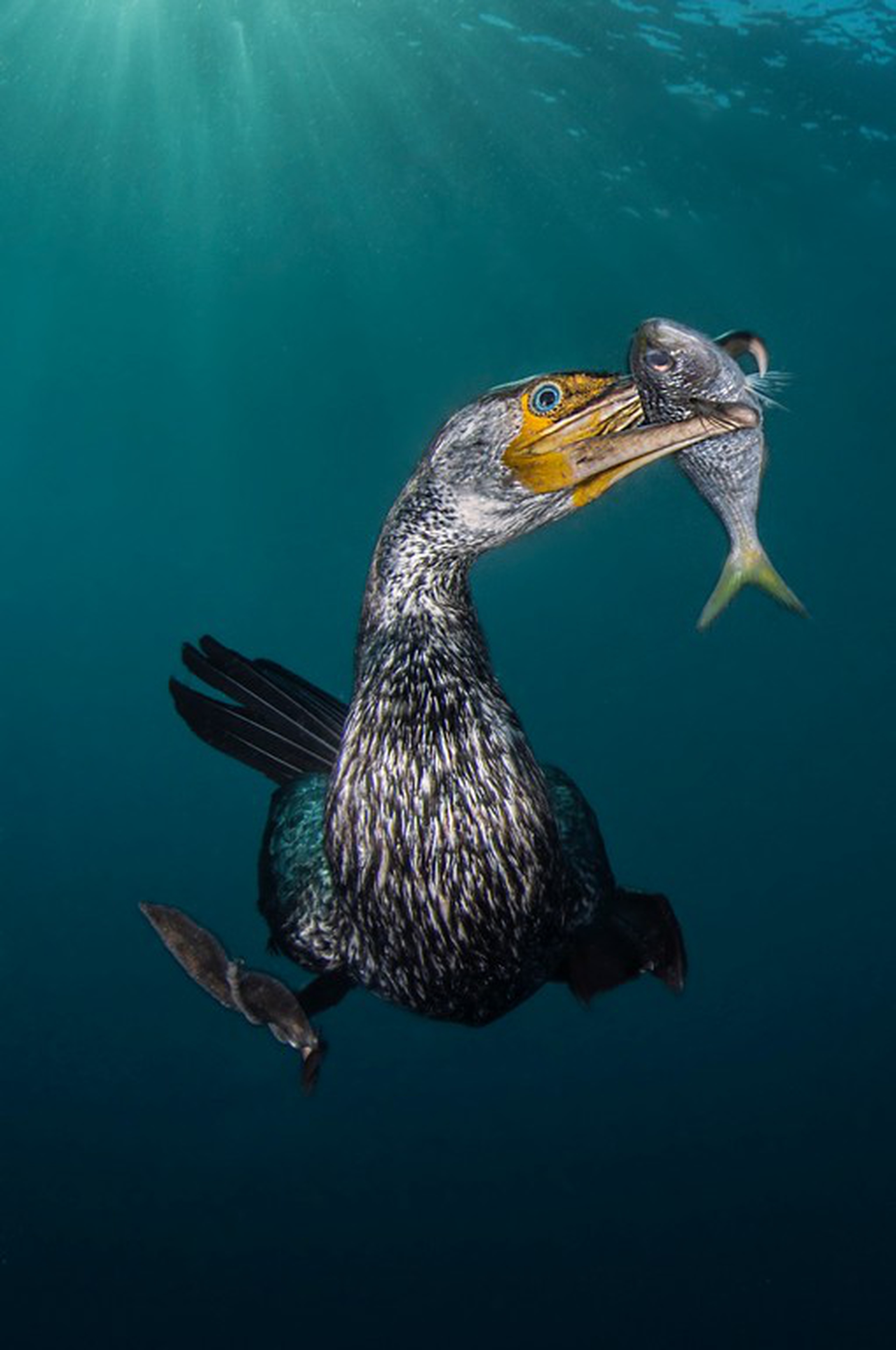 Le foto che hanno vinto l'Underwater photographer of the year 2018