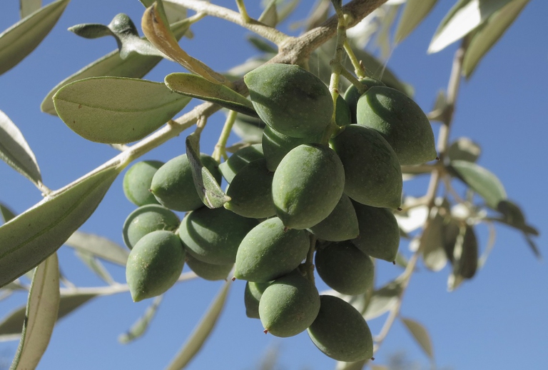 Grappolo di olive 