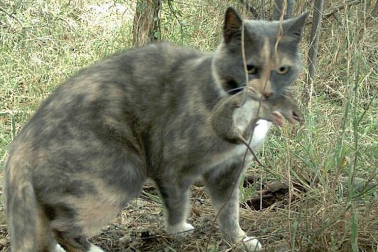 gatto che ha catturato un bandicoot