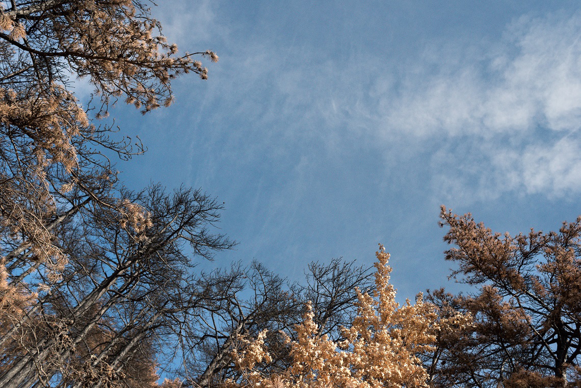Fronde bruciate degli alberi