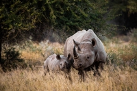 Zimbabwe, i rinoceronti tornano nel parco di Gonarezhou dopo 30 anni