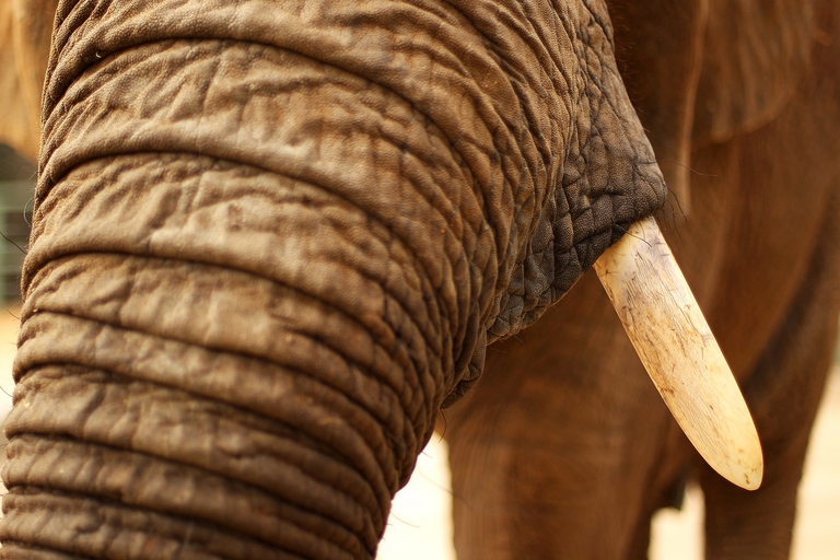 Zanna i femmina di elefante africano