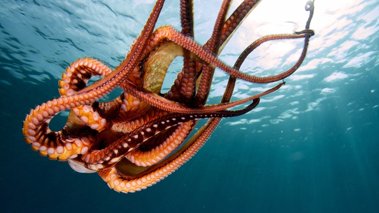 un polpo nuota nel mare