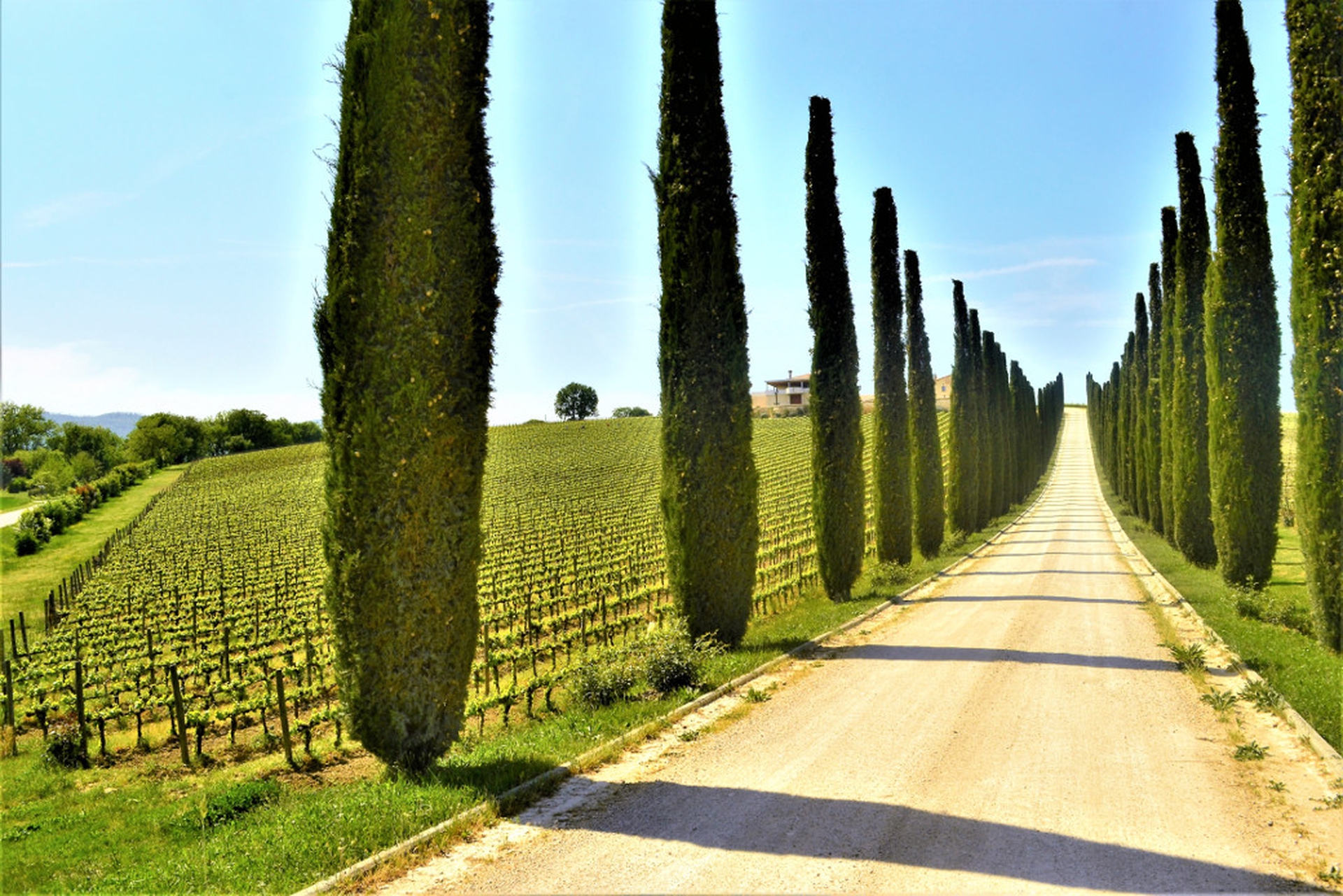 Panorama umbro tra filari di vigneti e cipressi