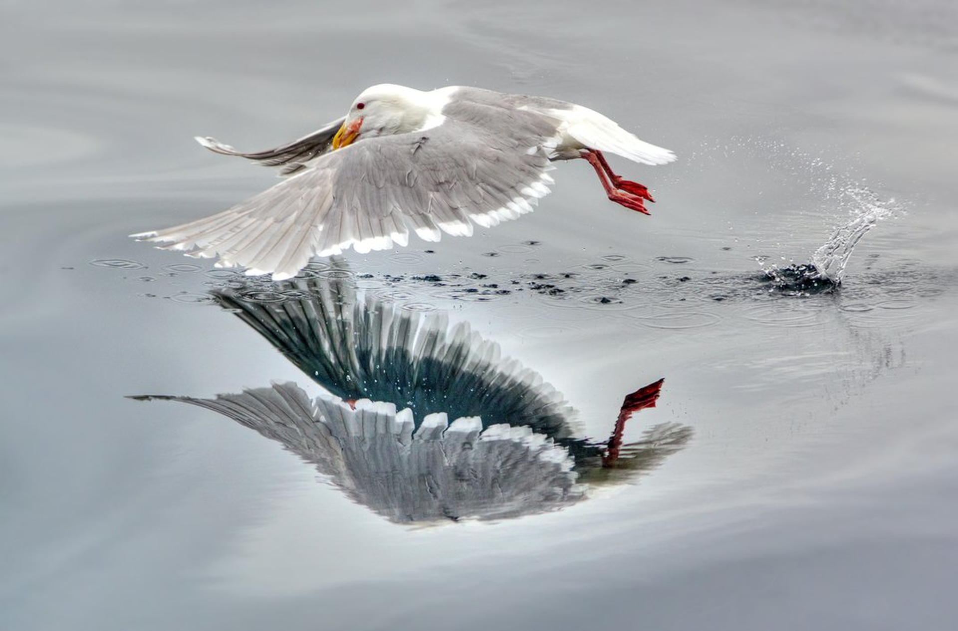 Le 10 foto di natura più belle dell'anno per lo Smithsonian
