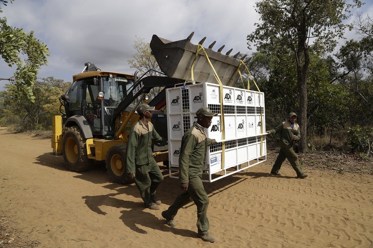 Il trasporto dei leoni in Africa