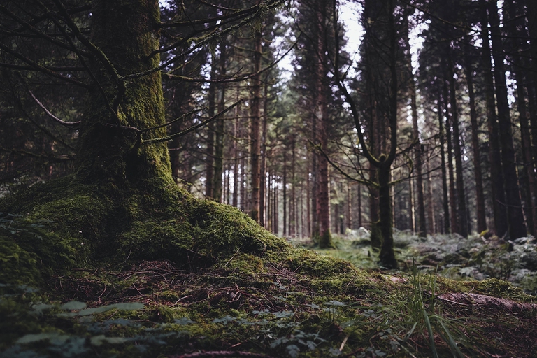 Ecotoni, la magia delle foreste in un podcast