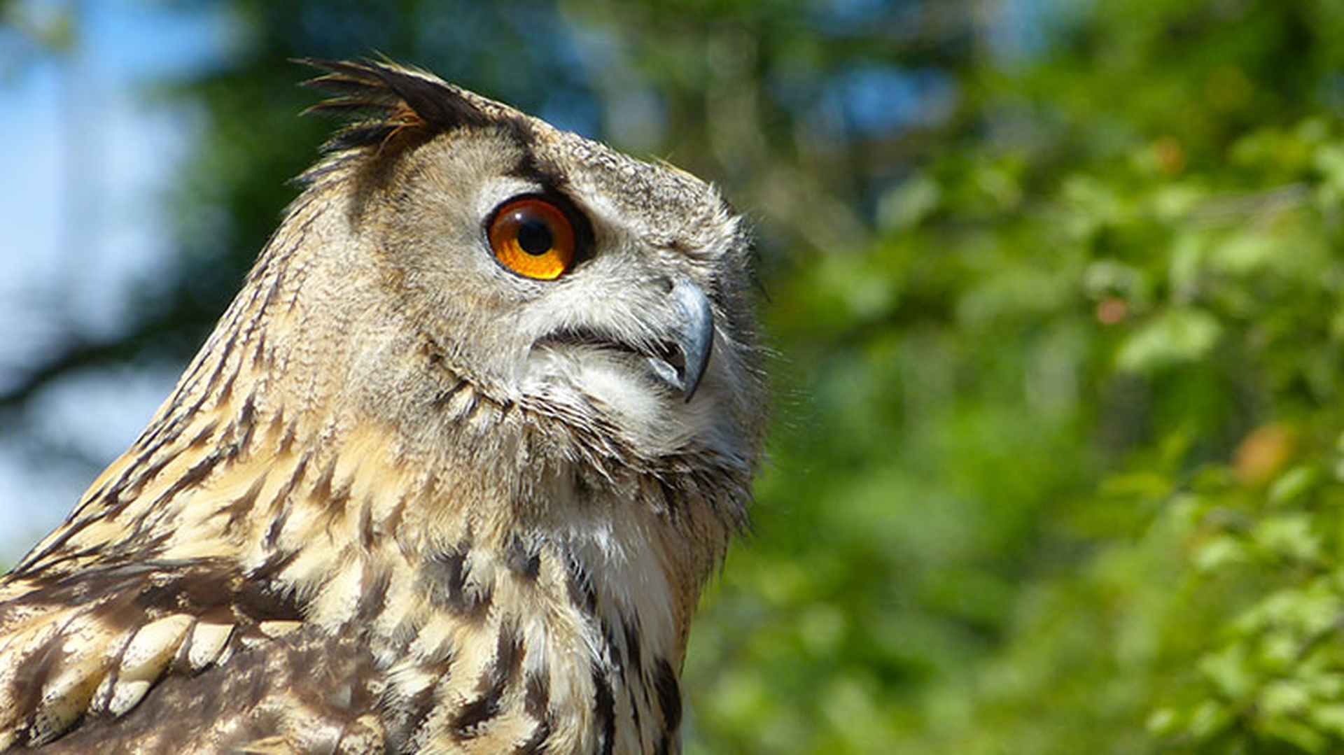 gufo-reale-in-natura_1