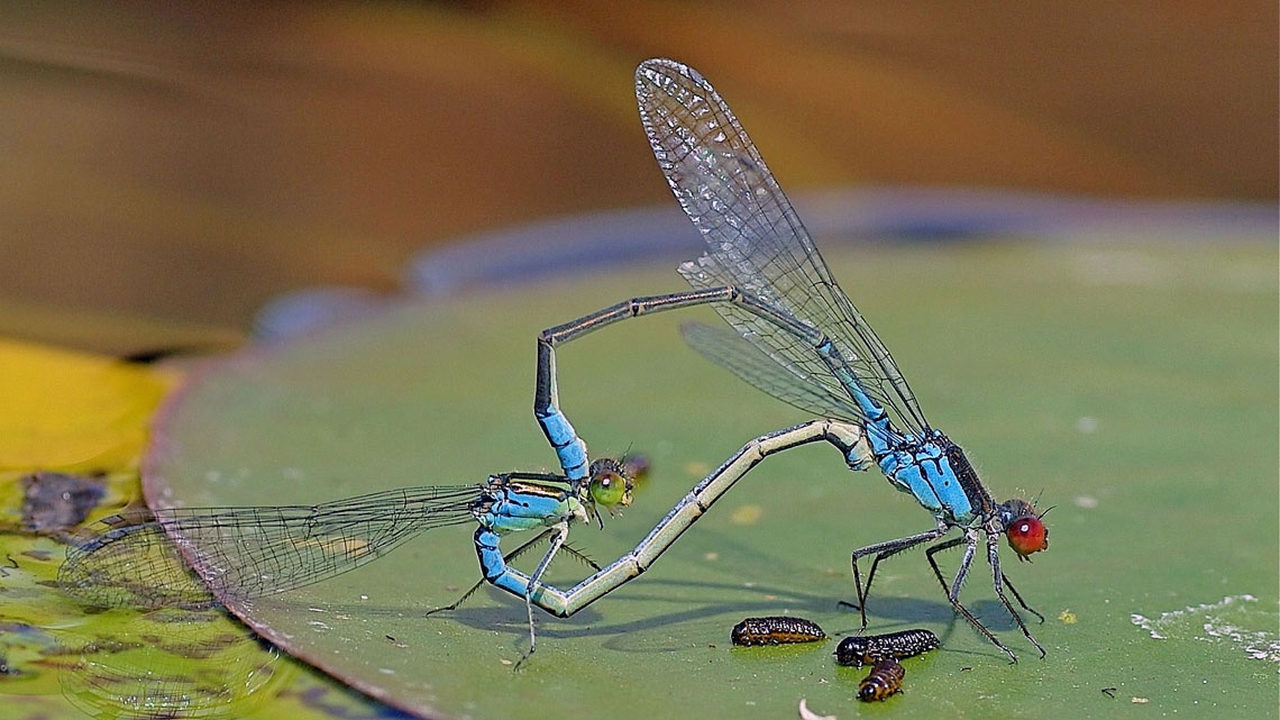 La festa di San Valentino tra gli animali: i più buffi rituali di  corteggiamento da cui trarre spunto - LifeGate