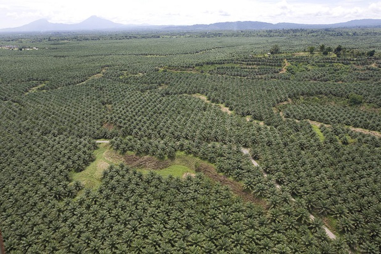 'New Britain Oil Palm Limited' palm plantation, near Kimbe, West New Britain Island, Papua New Guinea, Wednesday 24th September 2008.