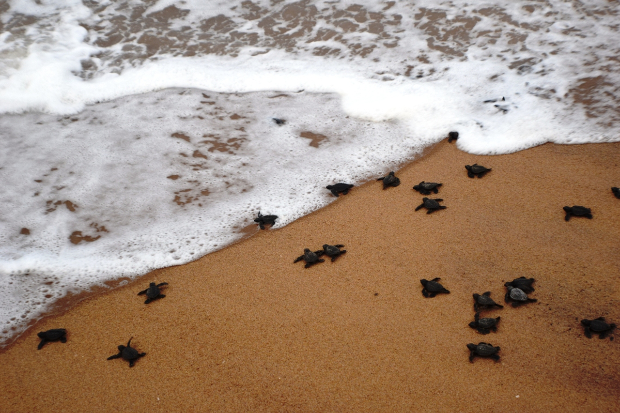 India, how local fishing communities are protecting the endangered ...