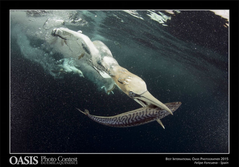 Best International Oasis Photographer 2015_web