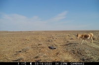 Mongolia, dopo 65 anni un asino selvatico torna nella steppa orientale