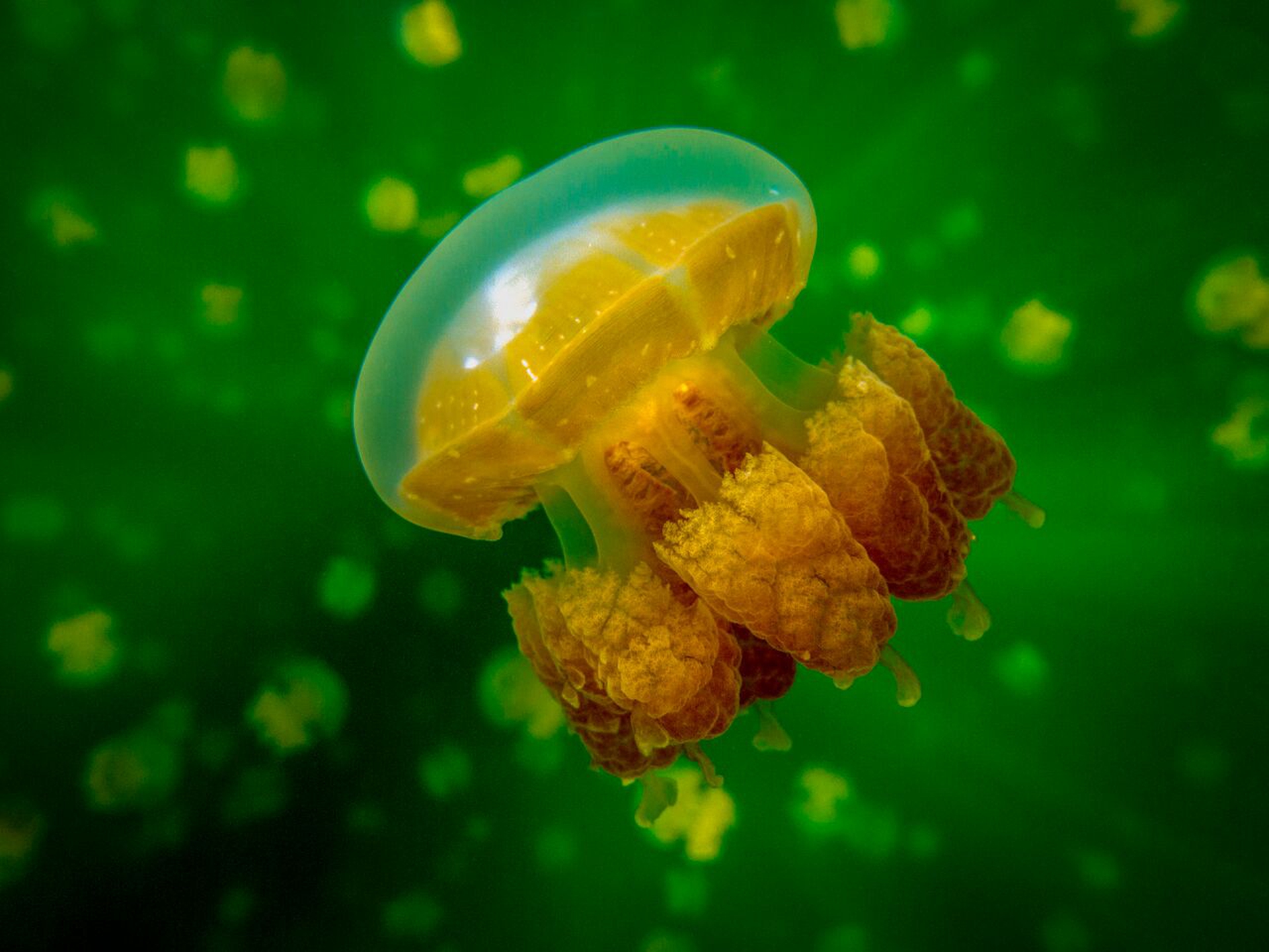 underwaterphotographer14