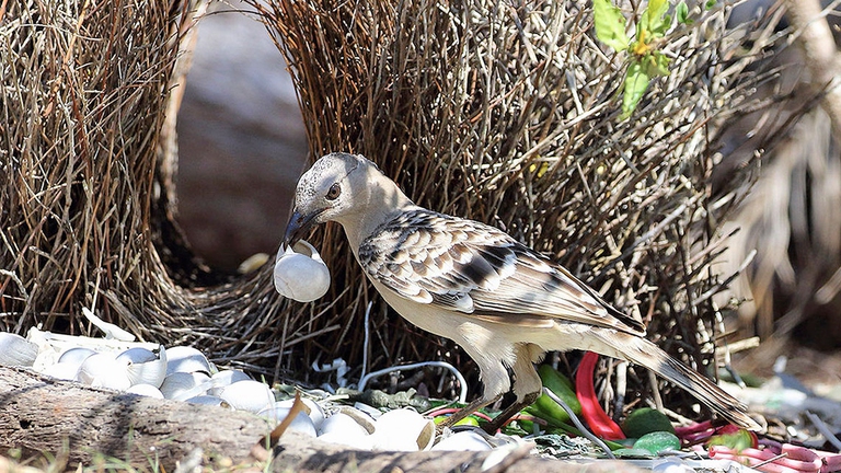 Gli uccelli giardinieri sono un gruppo di passeriformi che vive in Australia e Nuova Guinea. Per citare sir David Attemborough, ''sono straordinari perche’ sono artisti, scultori e pittori, e i maschi usano le loro creazioni e i tesori che collezionano per fare colpo sulle femmine, in un modo che non ha simili tra nessun altro animale sulla terra, ed eccezione, ovviamente, di noi''.