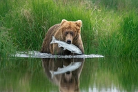 Wildlife photographer of the year 2020: le prime spettacolari immagini