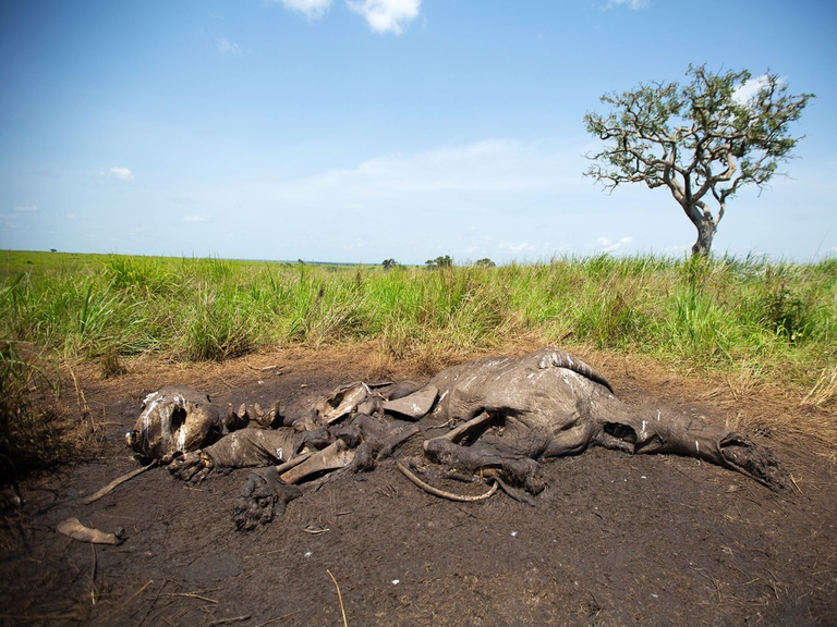 Elefante ucciso e privato delle zanne