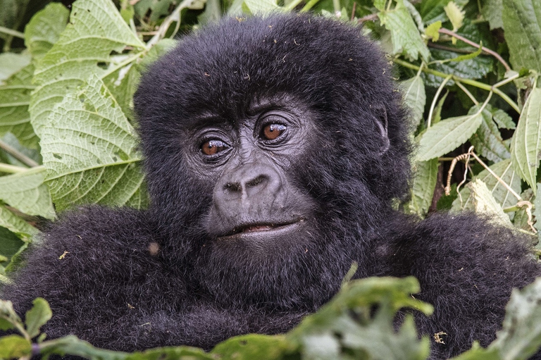 Cucciolo di gorilla di montagna